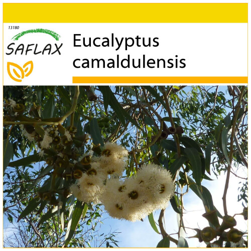 SAFLAX Anzucht Set - Roter Flusseucalyptus - Eucalyptus - 200 Samen