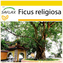 SAFLAX - Cultivation set - Peepul Tree / Sacred Fig - 100 seeds - With mini greenhouse, growing substrate and 2 pots - Ficus religiosa