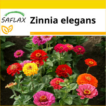 SAFLAX Anzucht Set - Zinnien - Zinnia - 50 Samen
