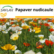 SAFLAX Anzucht Set - Islandmohn - Papaver - 8000 Samen