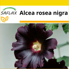 SAFLAX - Ensemble de culture - Rose trémière noire - 100 graines - Avec mini serre, substrat de culture et 2 pots - Alcea rosea nigra