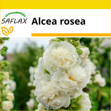 SAFLAX Anzucht Set - Weiße Stockrose - Alcea - 100 Samen