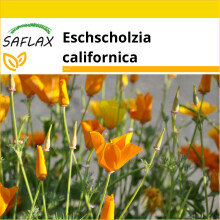 SAFLAX Anzucht Set - Kalifornischer Mohn - Eschscholzia - 1500 Samen