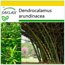 SAFLAX Anzucht Set - Dornenbambus - Dendrocalamus - 50 Samen