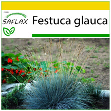 SAFLAX Anzucht Set - Blauschwingelgras - Festuca - 50 Samen