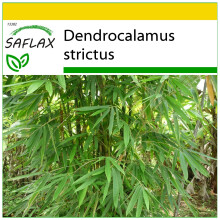 SAFLAX Anzucht Set - Kalkuttabambus - Dendrocalamus - 50 Samen