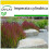 SAFLAX Anzucht Set - Blutgras - Imperata - 50 Samen 1