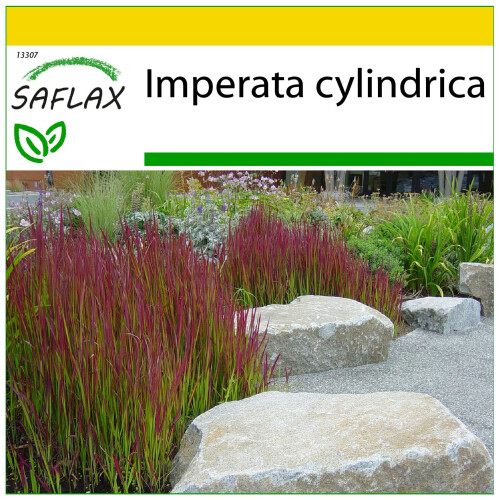 SAFLAX Anzucht Set - Blutgras - Imperata - 50 Samen
