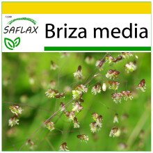 SAFLAX Anzucht Set - Herzzittergras - Briza - 75 Samen