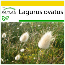 SAFLAX Anzucht Set - Hasenschwanzgras - Lagurus - 100 Samen