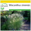SAFLAX Anzucht Set - Chinaschilf - Miscanthus - 200 Samen 1