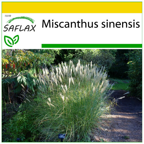 SAFLAX Anzucht Set - Chinaschilf - Miscanthus - 200 Samen