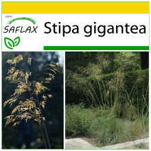 SAFLAX Anzucht Set - Federgras - Stipa - 10 Samen