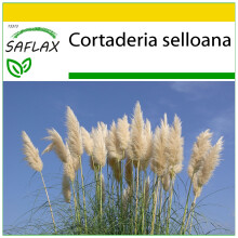 SAFLAX Anzucht Set - Pampasgras - Cortaderia - 200 Samen