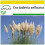 SAFLAX Anzucht Set - Pampasgras - Cortaderia - 200 Samen 1