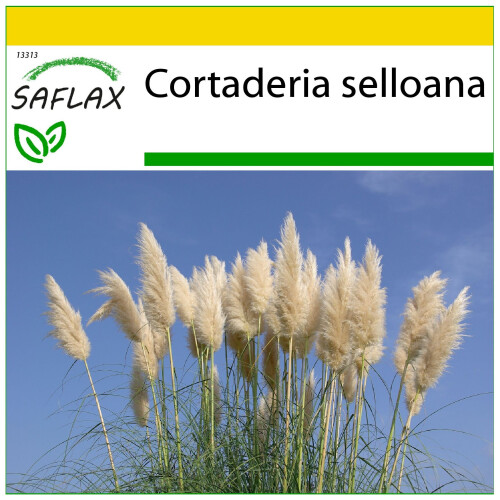 SAFLAX Anzucht Set - Pampasgras - Cortaderia - 200 Samen