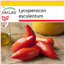 SAFLAX - Cultivation set - Tomato - Cornue des Andes - 10 seeds - With mini greenhouse, growing substrate and 2 pots - Lycopersicon esculentum