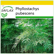 SAFLAX Anzucht Set - Riesenbambus - Phyllostachys - 20 Samen