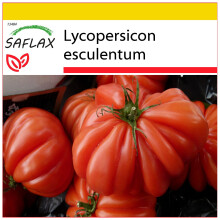 SAFLAX - Cultivation set - Tomato - Costoluto Genovese - 10 seeds - With mini greenhouse, growing substrate and 2 pots - Lycopersicon esculentum