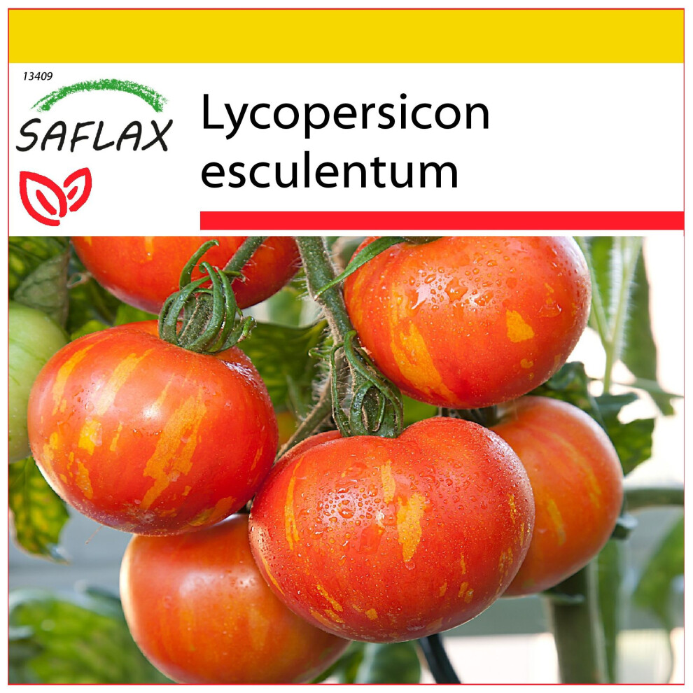 SAFLAX - Ensemble de culture - Tomate Tigerella - 10 graines - Avec mini serre, substrat de culture et 2 pots - Lycopersicon esculentum