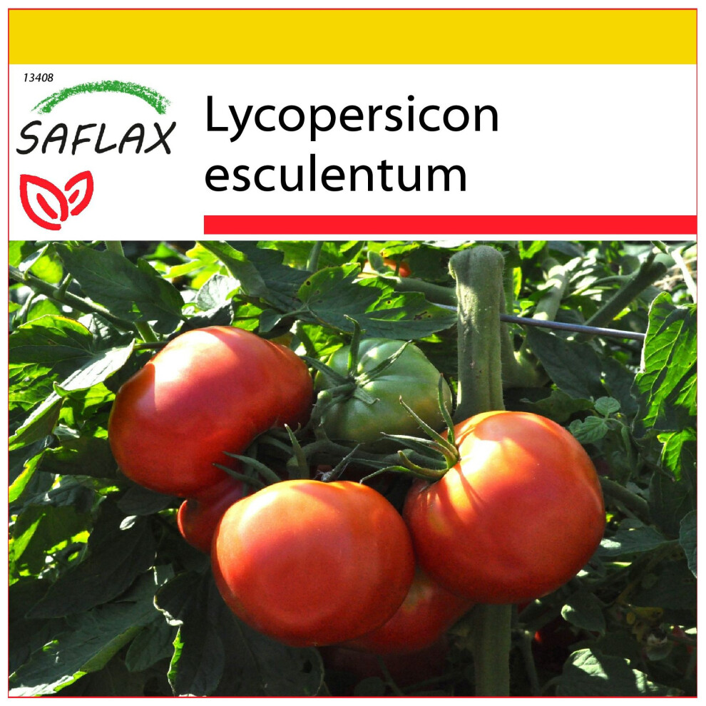 SAFLAX - Ensemble de culture - Tomate Rose de Berne - 10 graines - Avec mini serre, substrat de culture et 2 pots - Lycopersicon esculentum