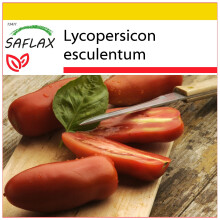 SAFLAX - Cultivation set - Tomato - San Marzano - 10 seeds - With mini greenhouse, growing substrate and 2 pots - Lycopersicon esculentum