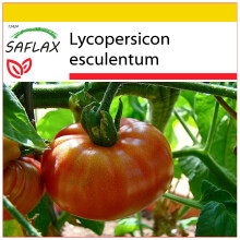 SAFLAX Anzucht Set - Tomate – Brandywine - Lycopersicon - 10 Samen