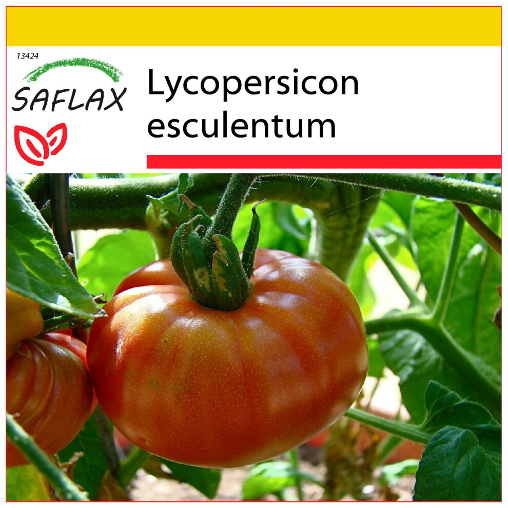 SAFLAX - Ensemble de culture - Tomate Brandywine - 10 graines - Avec mini serre, substrat de culture et 2 pots - Lycopersicon esculentum