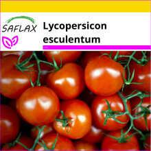 SAFLAX - Ensemble de culture - Tomate mexicaine au miel - 10 graines - Avec mini serre, substrat de culture et 2 pots - Lycopersicon esculentum