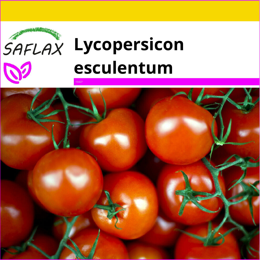 SAFLAX - Ensemble de culture - Tomate mexicaine au miel - 10 graines - Avec mini serre, substrat de culture et 2 pots - Lycopersicon esculentum