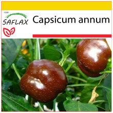 SAFLAX - Ensemble de culture - Paprika - Sweet Chocolate X - 10 graines - Avec mini serre, substrat de culture et 2 pots - Capsicum annum