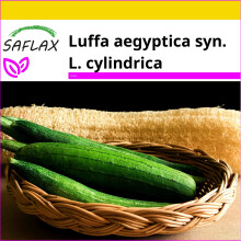 SAFLAX Insieme di coltivazione - Cetriolo spugna di Luffa - 10 semi - Luffa