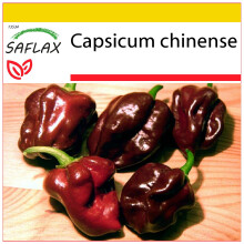 SAFLAX Insieme di coltivazione - Peperoncino Habanero Chocolate - 10 semi - Capsicum