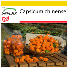 SAFLAX Anzucht Set - Chili - Gelbe Habanero - Capsicum - 10 Samen