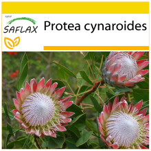 SAFLAX Anzucht Set - Königsprotea - Protea - 5 Samen