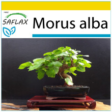 SAFLAX Anzucht Set - Weißer Maulbeerbaum - Morus - 200 Samen
