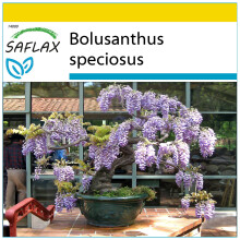 SAFLAX Anzucht Set - Afrikanischer Blauregen - Bolusanthus - 15 Samen