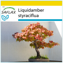 SAFLAX Anzucht Set - Amberbaum - Liquidamber - 100 Samen