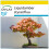SAFLAX Anzucht Set - Amberbaum - Liquidamber - 100 Samen 1