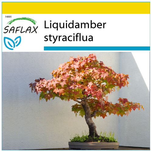 SAFLAX Anzucht Set - Amberbaum - Liquidamber - 100 Samen