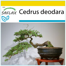 SAFLAX Anzucht Set - Himalaya Zeder - Cedrus - 35 Samen