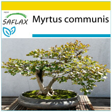 SAFLAX Anzucht Set - Echte Myrte - Myrtus - 30 Samen