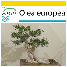 SAFLAX Anzucht Set - Ölbaum - Olea - 20 Samen