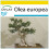 SAFLAX Anzucht Set - Ölbaum - Olea - 20 Samen 1
