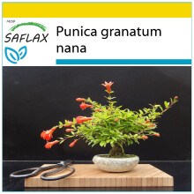 SAFLAX Anzucht Set - Zwerg-Granatapfel - Punica - 50 Samen