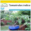 SAFLAX Anzucht Set - Tamarinde - Tamarindus - 4 Samen 1