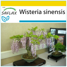 SAFLAX Anzucht Set - Blauregen - Wisteria - 4 Samen