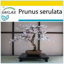 SAFLAX Anzucht Set - Blütenkirsche - Prunus - 30 Samen