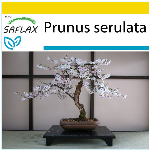 SAFLAX Anzucht Set - Blütenkirsche - Prunus - 30 Samen