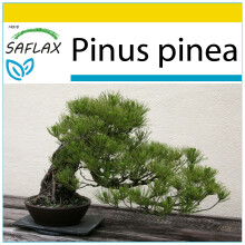 SAFLAX Anzucht Set - Mittelmeer-Pinie - Pinus - 6 Samen